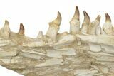 Mosasaur Jaw (Mandible) Section with Thirteen Teeth - Morocco #195778-3